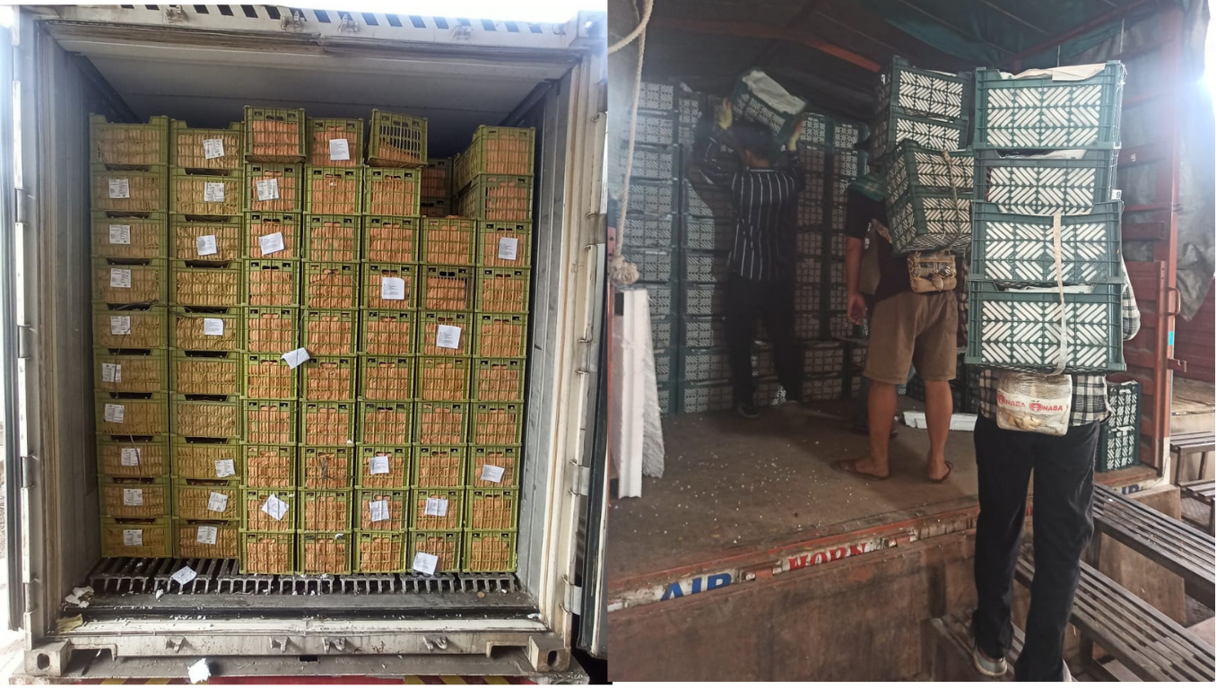 Container Unloading Apples
