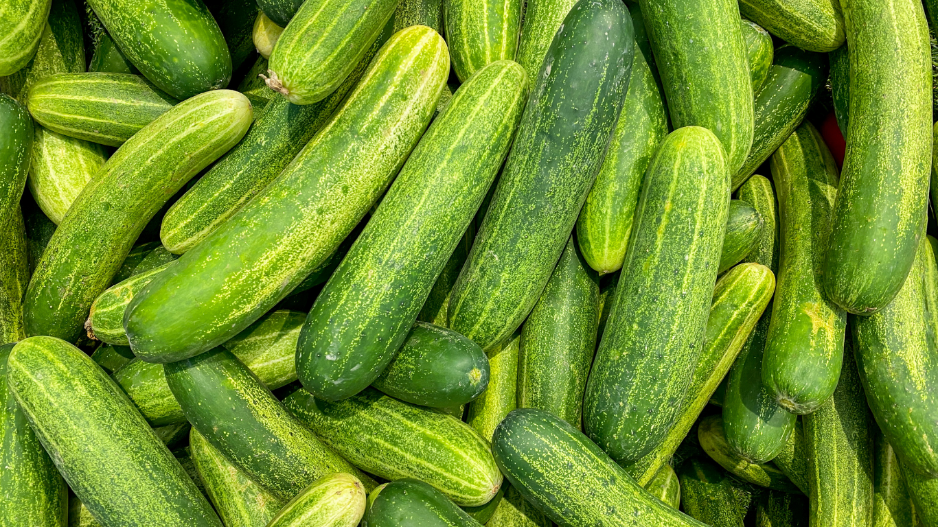 Cucumber Export