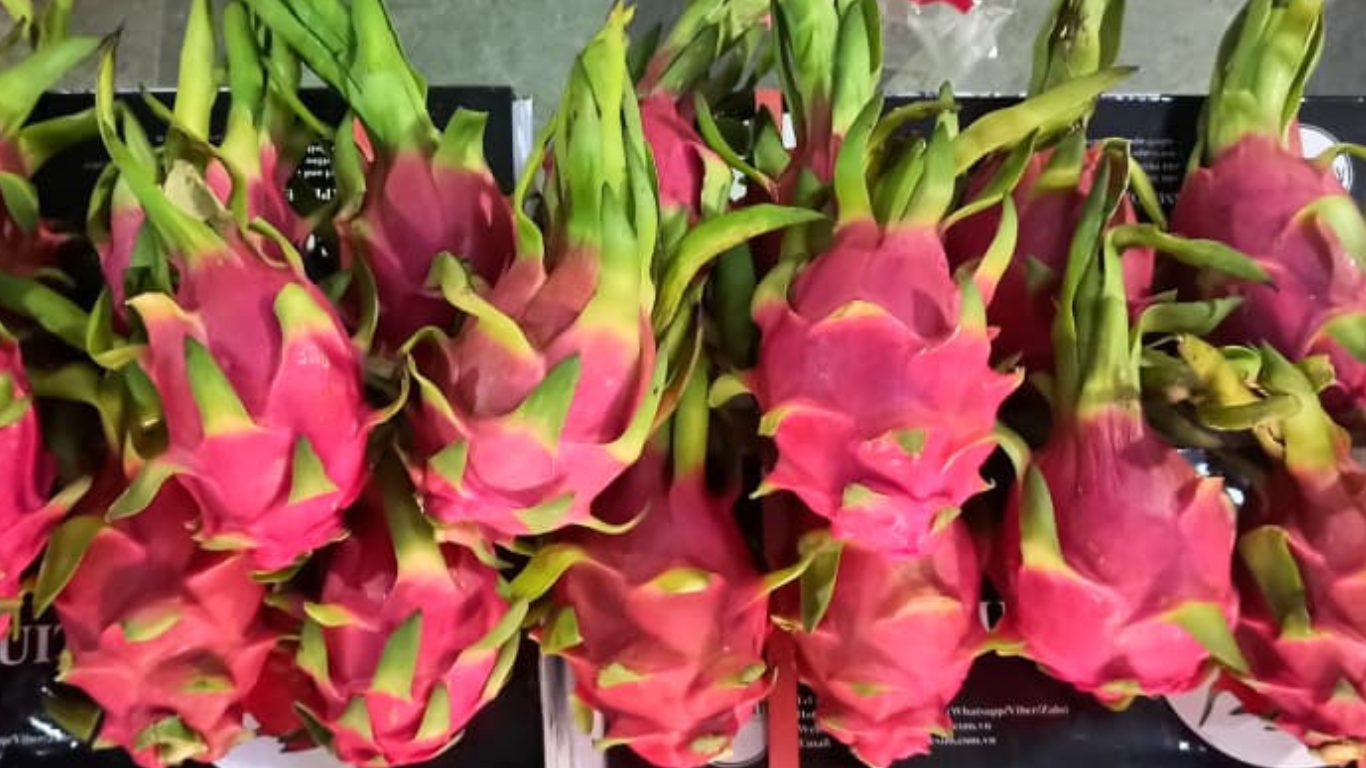 Dragon Fruit Export from India